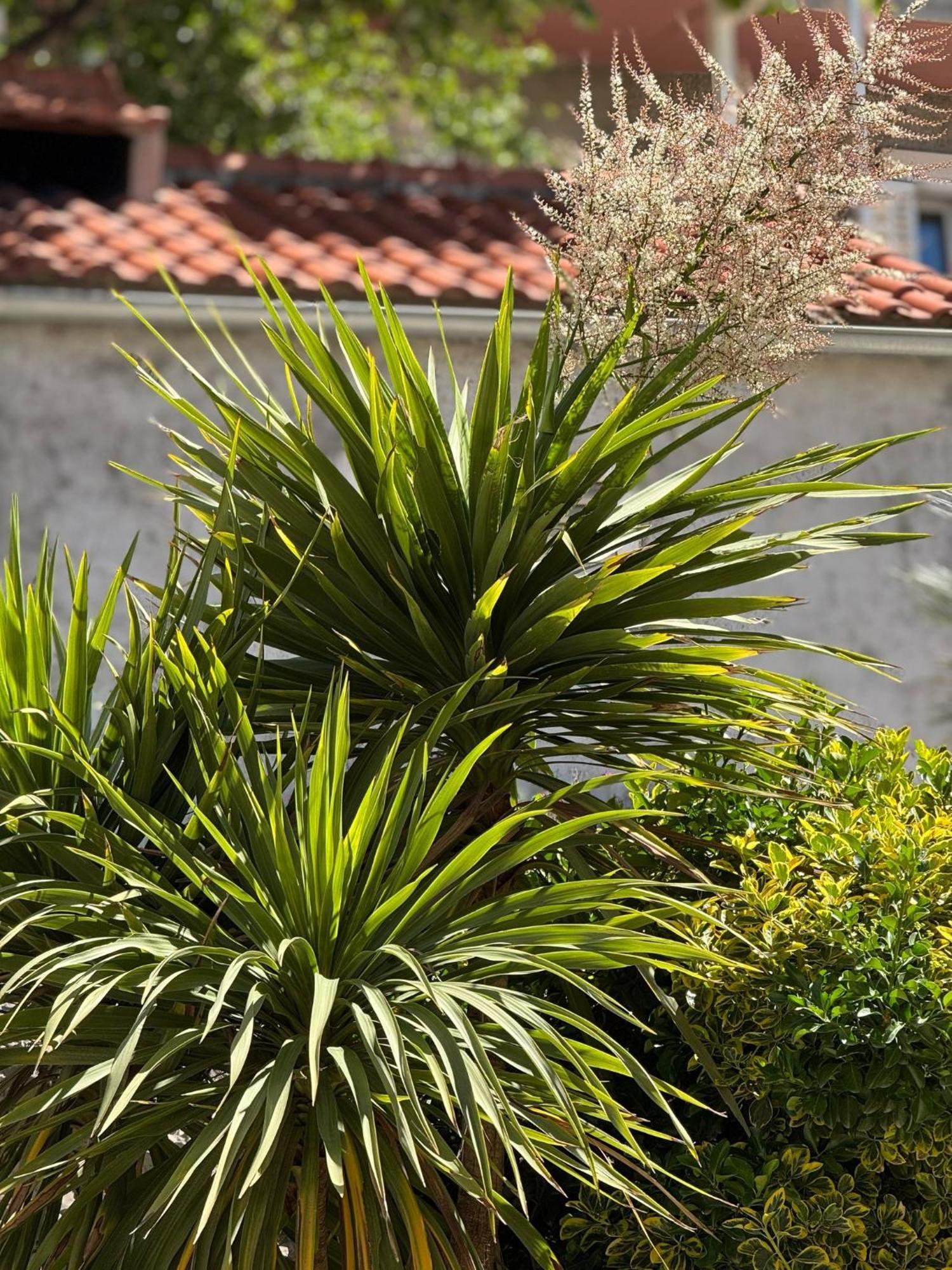 Apartment Biggy Cavtat Eksteriør bilde